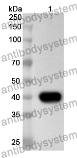 Anti-Salmonella enterica porin OmpC Polyclonal Antibody